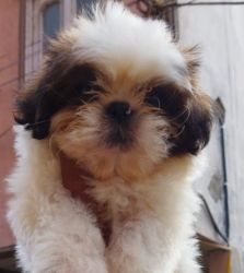 Shih tzu puppy of 57 days