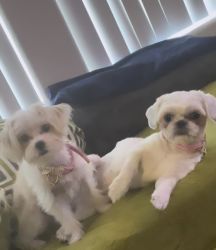 Shih Tzu Dogs For Sale