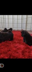 Exotic Shih Tzu black puppies available