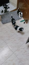30 days old puppies