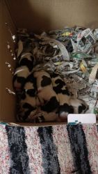 Shitzhu puppies for sale