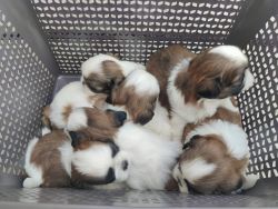 5 Shih Tzu puppies for sell