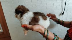 Shih Tzu Puppies(4 male and 2 female) for sale