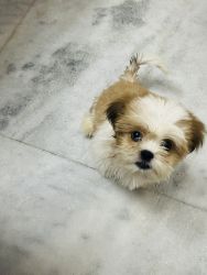 Shih Tzu, 3 Months old , very active, vaccinated