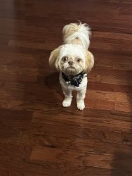Handsome Playful Potty Trained Imperial Shih Tzu