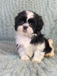Shih Tzu Puppies for sale