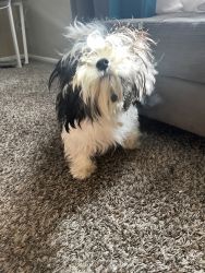 Mixed breed Shih Tzu for SALE