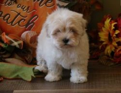Home trained gorgeous little Shih Tzu Puppies