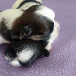 Male Shih tzhu puppies for sale