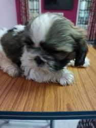 We are selling Shih Tzu puppy 38 days old female