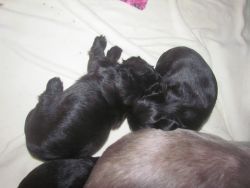 Shih tzu puppies born 09/26 will be available 11/21
