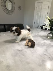 Shih Tzu puppies for w