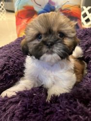4 Male Shih tzu ready for new home