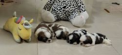 Shihtzu puppies are available for sale