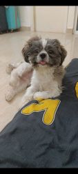 Finding new owner for my shih tzu