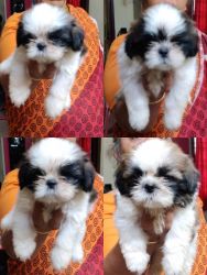 Shih Tzu Puppies for sale, Good quality