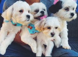 Friendly and lovely Shih-Tzu puppies