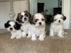 Pure Shih Tzu puppies ready for adoption