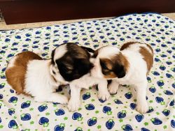 Good quality Shihtzu puppies for sale