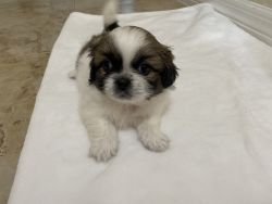 Shih Tzu puppies Availables