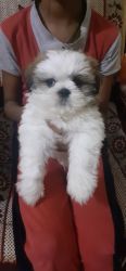 I want sell my shih tzu 5months old