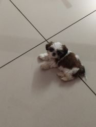 Cute shitzu puppy