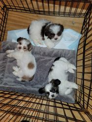 Shih tzu puppies available 11/12/22