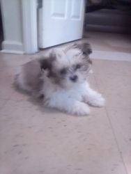 Cute Shih tzu pup for sell