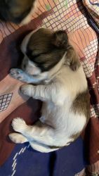 Shih Tzu puppies for sale at lowest price