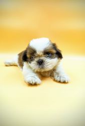 Top quality Shih Tzu pupies available
