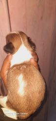 Shiw quality shih tzu puppys available