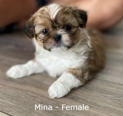 Adorable Shih Tzu Puppies for adoption