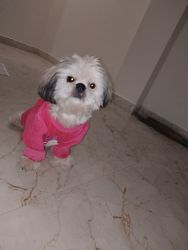 Want to sell my shihtzu