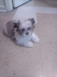 New Shih szu puppy for sell