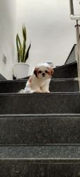 6month old shitzhu for sale