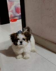 Shih tzu puppy for sale