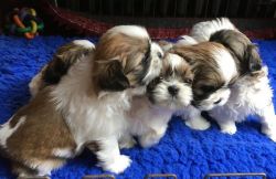Lovely Shih Tzu puppies available for sale