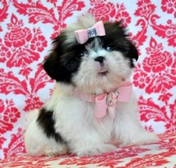 Healthy Shihtzu puppies for lovely homes