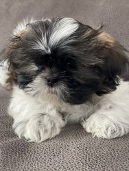 ADORABLE Shih tzu puppies for sale