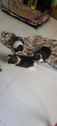 Male Shitzhu puppies available with KCI certificate