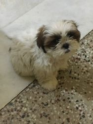 Pure breed shih tzu puppy for sale