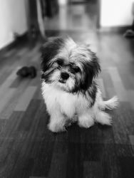4 Months Old Male Shih Tzu Pup in Jaipur