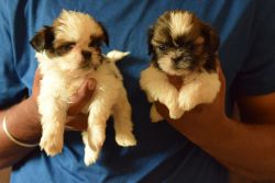 Shitzhu Puppies for sale