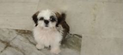 I want to sell my cute shi tzu