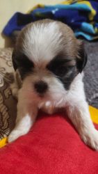 Shizhtzu puppies male and female puppies for sale