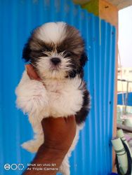 TOP QUALITY SHIZU MALE AND FEMALE PUPPY AVAILABLE