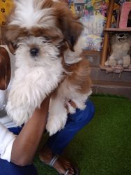 Two month old male shih tzu for sale