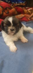 35 days old Shih Tzu puppy