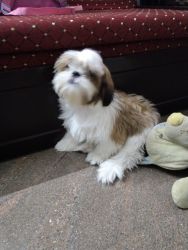 Shitzhu three month old for sale