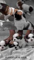 SHIHTZU BEST QUALITY PUPPIES FOR SALE